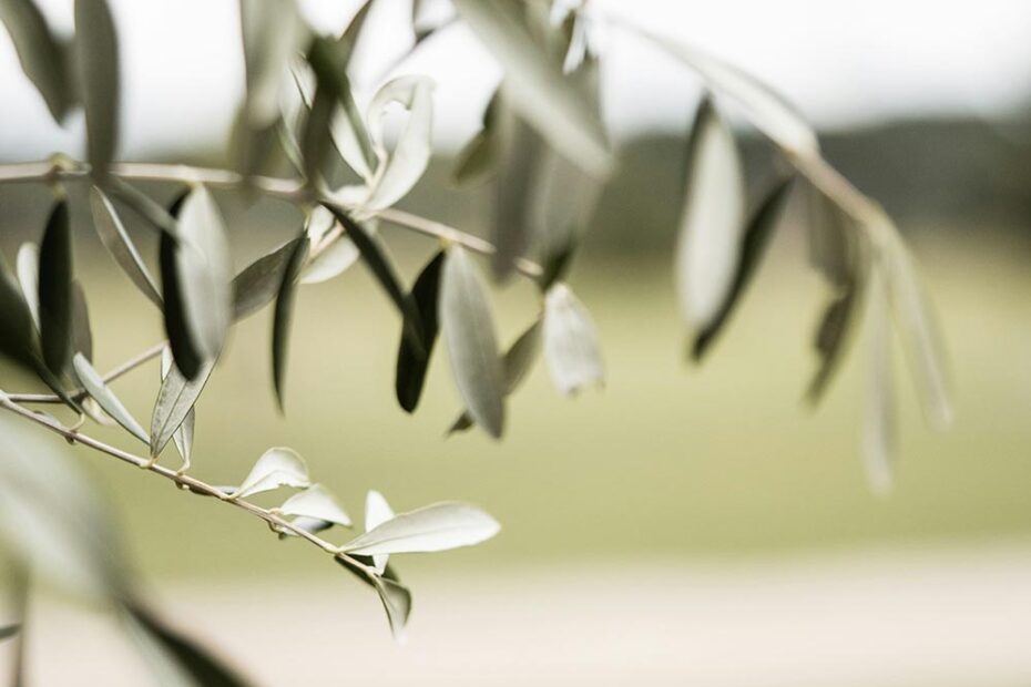 Felicitación Pascua, rama de olivo