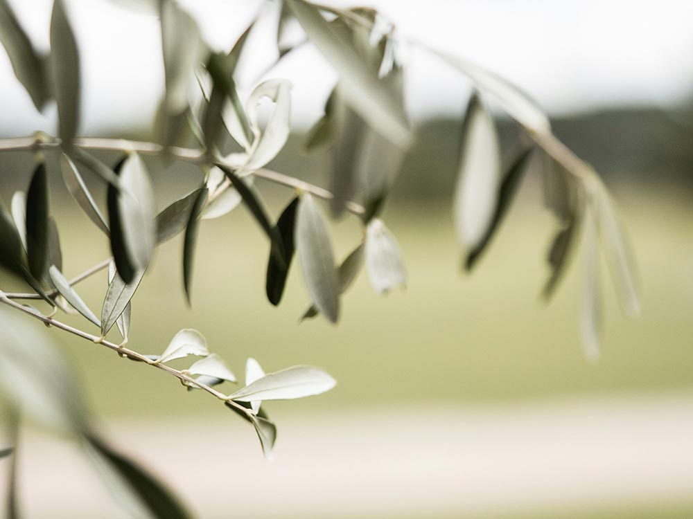 Felicitación Pascua, rama de olivo